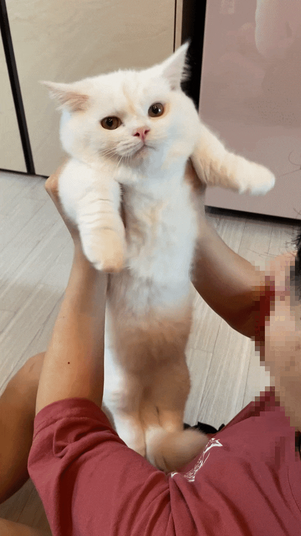  먼치킨 캣초딩 망고 근황과 망고 춘삼 비교