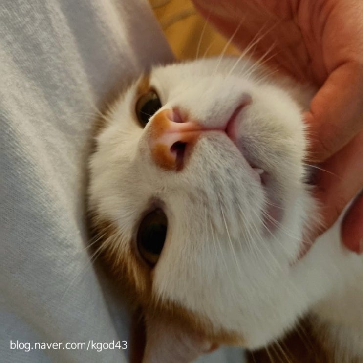  [고양이 관찰일지] 병원 방문한 김애옹 2021/08/08