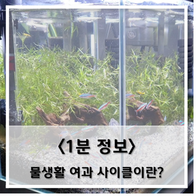  [정보] 물생활 여과 사이클이란?