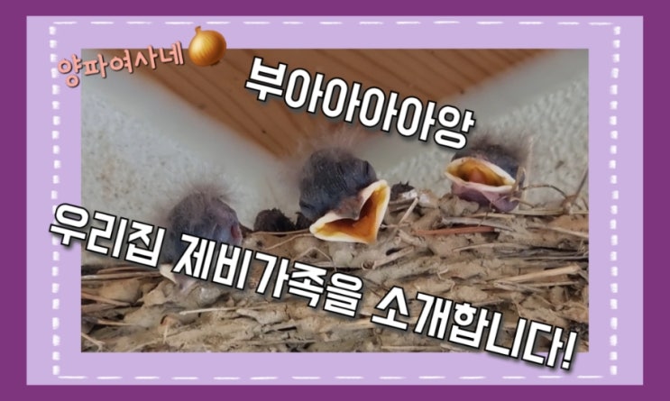  우리집 제비가족 자랑! + 제비의 특성, 암수구별방법