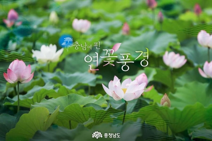 충남 가볼만한곳 충남에 핀 연꽃풍경 | 충남도청페이스북