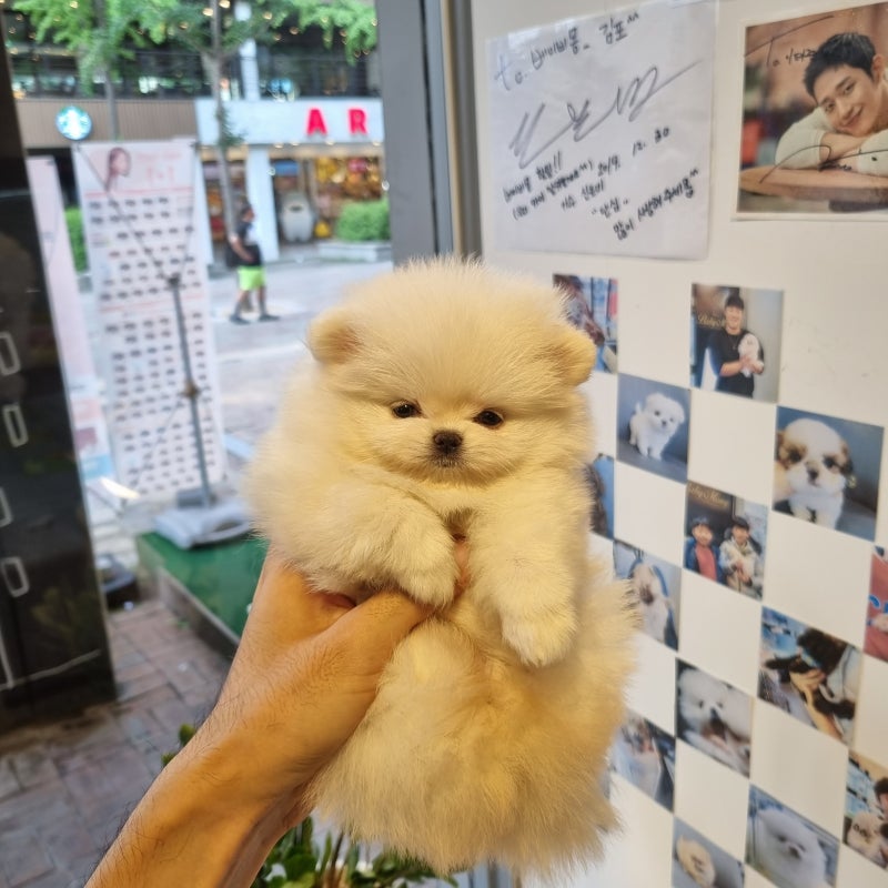 부천 애견샵 마음을 열어주는 브리티시 숏헤어