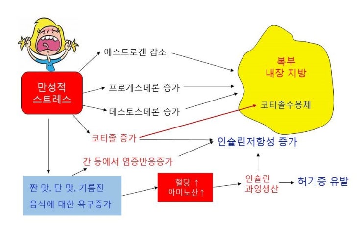  만성 스트레스와 뱃살(내장지방), 인슐린저항성, 코티졸(cortisol)과 성호르몬(estrogen, progesteron)
