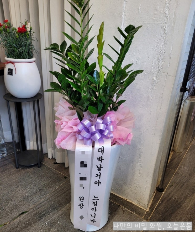  오늘은봄 수원화분배달 돈들어오는식물 금전수 돈나무 장안구 광교동 율천동 장안구청근처 꽃집 수원개업화분