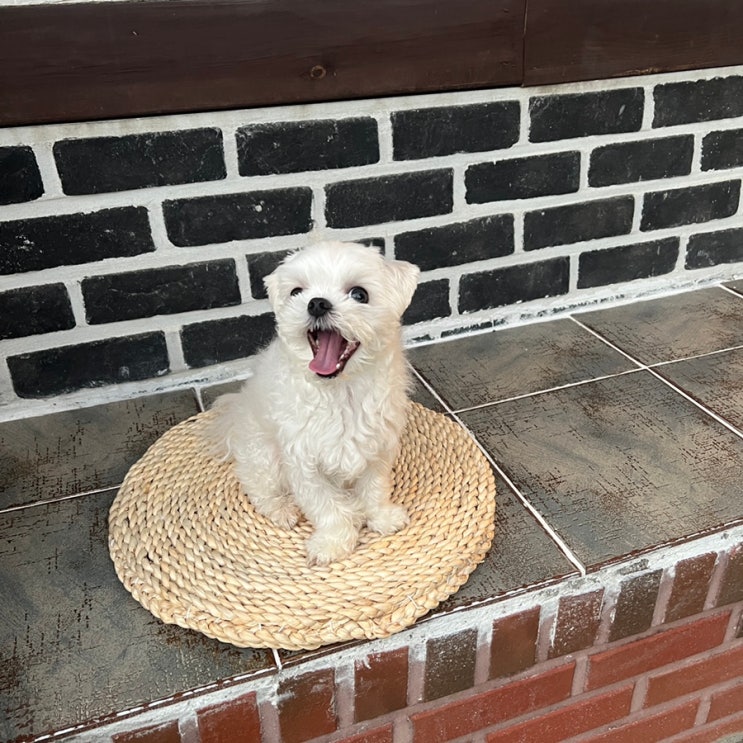  천안인근독채펜션/아산 음봉에 위치한 마당있는 한옥독채 애견동반펜션(한옥사계절펜션)