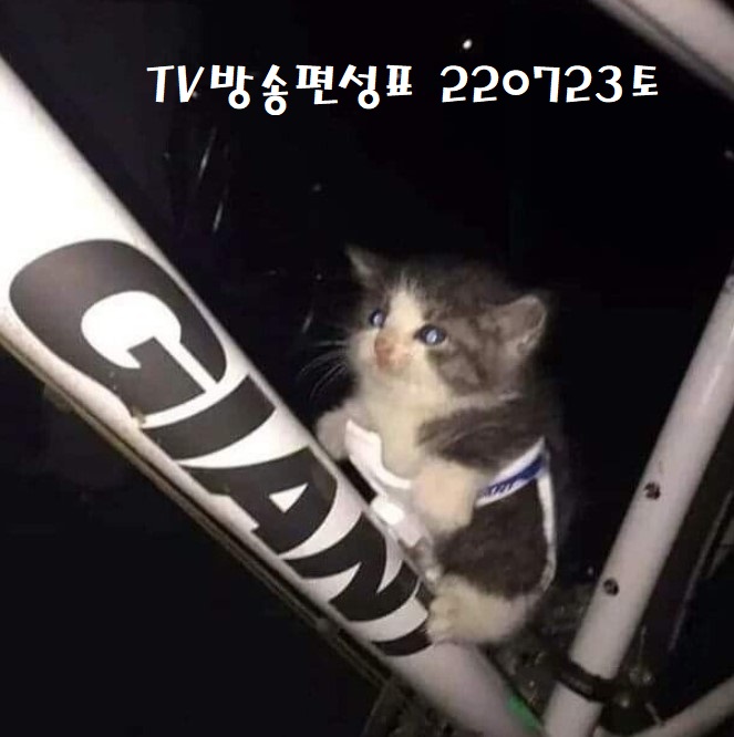 지상파 종편 TV방송편성표  220723(토)