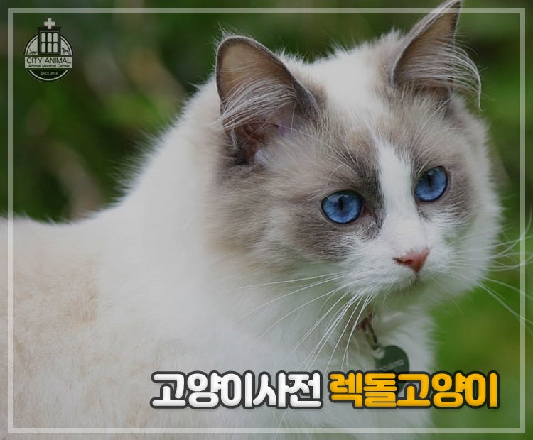 렉돌 고양이(랙돌, 레그돌) 성격, 털빠짐, 수명 등 특징 : 네이버 블로그