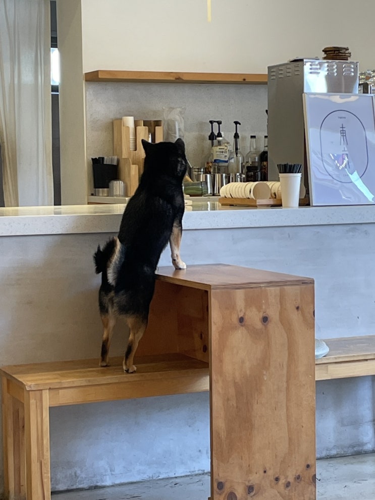  [부산 동래 카페륜] 시바견이 있는 동래 카페, 수안역 디저트 카페, Cafe Ryoon