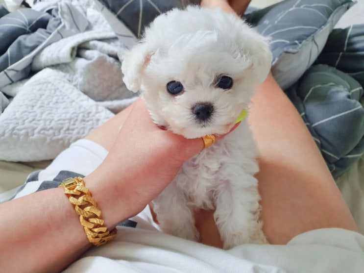  미니비숑분양은 견사직영분양 탑클래스펫이 진리!