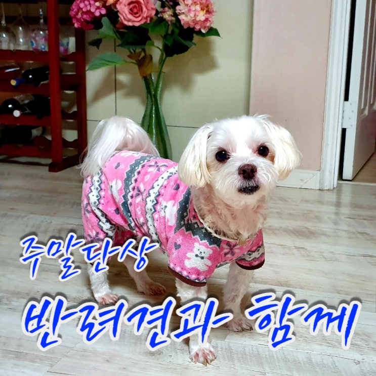  주말단상] 반려견과 함께하는 주말 일상