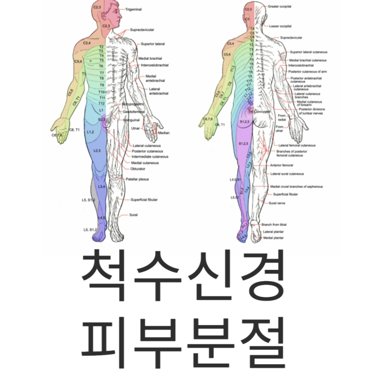 척수신경(spinal nerve), 피부분절(dermatome)에 대한 공부