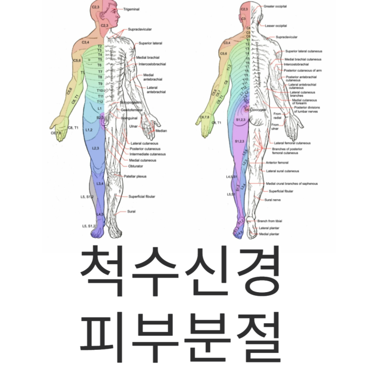  척수신경(spinal nerve), 피부분절(dermatome)에 대한 공부