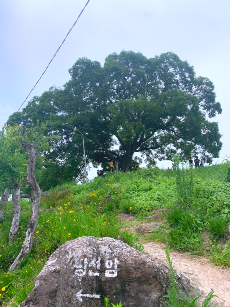  우영우 소덕동 촬영지!! 창원 대산면 보호수였네, 그 팽나무