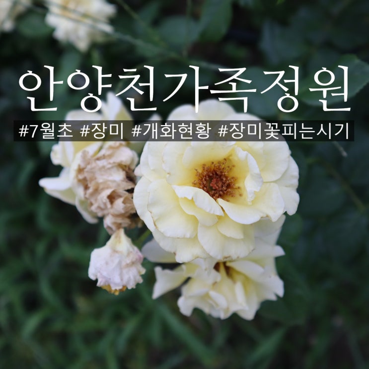 7월초 장미 개화현황 안양천가족정원 장미꽃 피는시기
