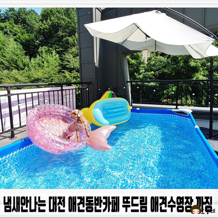  냄새안나는 대전 애견동반카페 뚜드림 애견수영장 까징