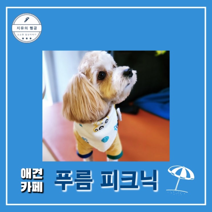  용인ㅣ푸름피크닉 애견카페 - 실내 놀이터, 야외 운동장 카이 일상