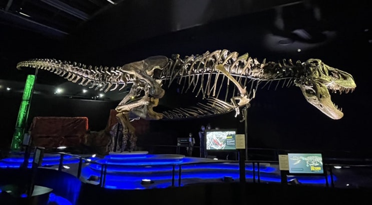  [전시] 빅토리아 티렉스 Victoria the T.REX