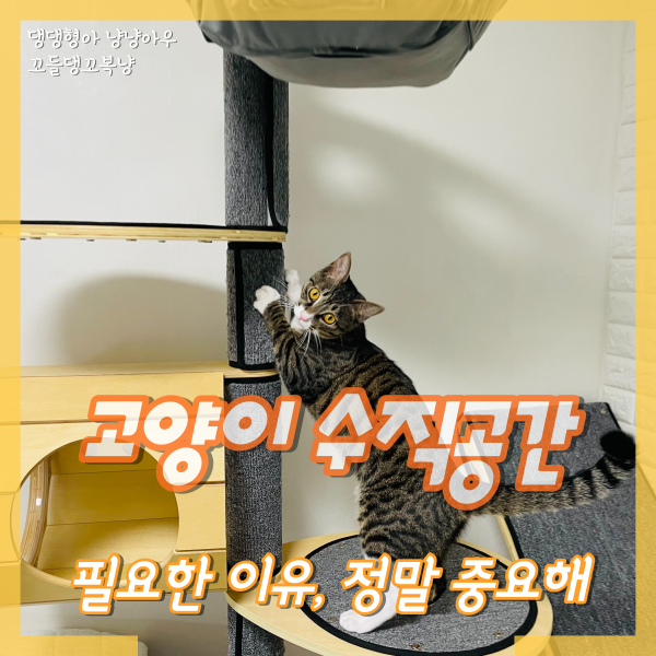  고양이 수직공간 필요한 이유, 정말 중요해요!