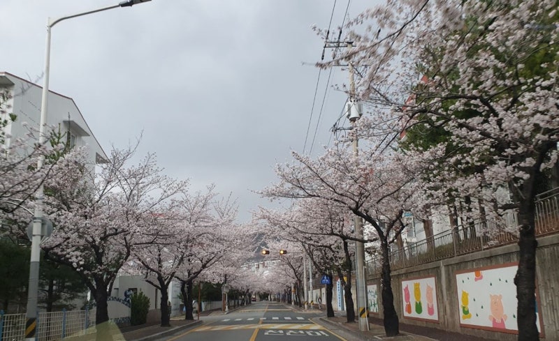 창원 진해 대장아파트 자리 석동 벚꽃그린빌 임장기