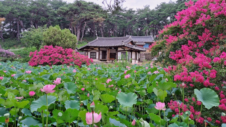  경주 종오정 일원에 아름답게 핀 연꽃과 배롱나무꽃
