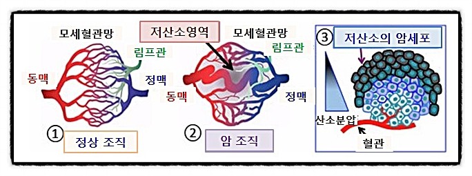  암 자연 퇴축, 적응 현상 하나, 미토콘드리아계 활동 환경, 자율신경 면역요법