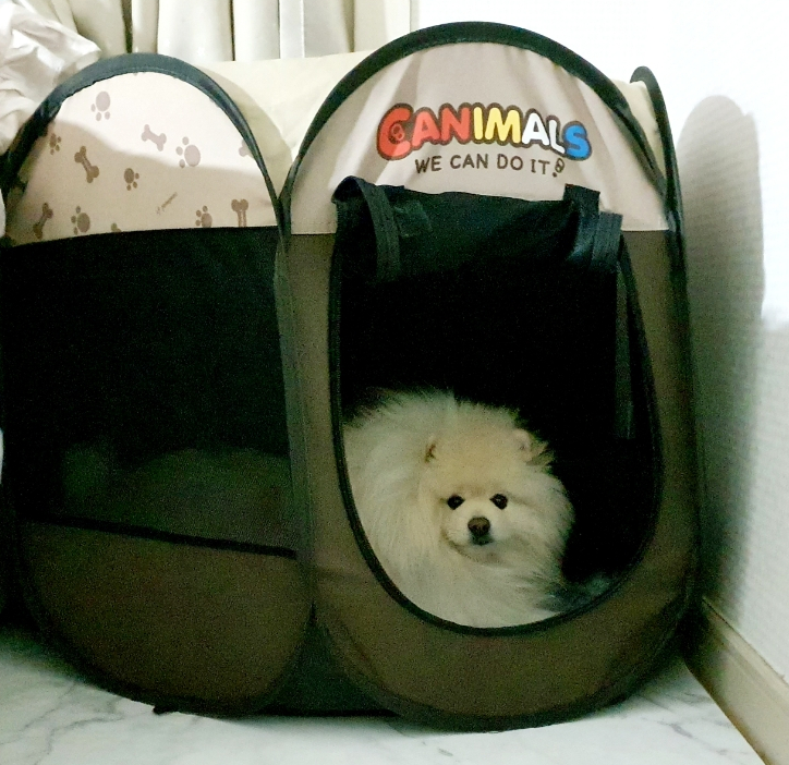  고전적 조건형성 예시 우리도  모르게 만들어지는 강아지 행동 습관