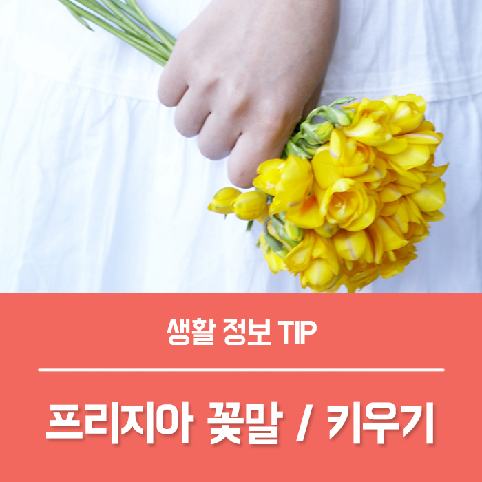  프리지아 꽃말 후리지아 키우기 후레지아 구근 번식하기