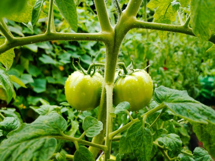  7월 셋째 주 주간 일기 챌린지