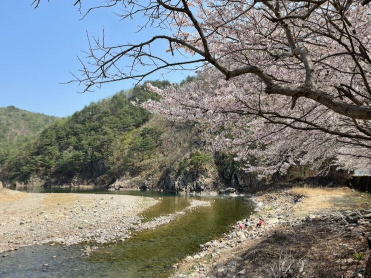 [캠핑일기5] 동막골캠핑장&삼척벚꽃명소(맹방벚꽃길/봉황산)