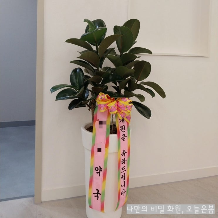  오늘은봄 대전화분배달 관리도쉽고 인기좋은 공기정화식물 인도고무나무 대전개업화분 중구 대흥동 석교동 은행선화동 꽃집