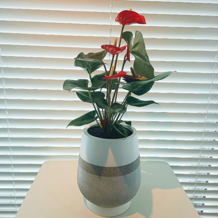 개업화분 꽃파는총각 당일꽃배달서비스 _ 센스있는선물 실내공기정화식물 안시리움