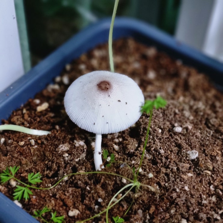 [관찰] 화분에 핀 갈색중심각시버섯