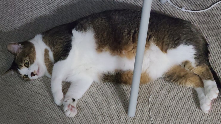  [냐옹일기] 22.07.18~ 22.07.24 한주 고양이 일기/ 초바 공주
