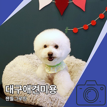 대구애견미용 젠틀그루밍 비숑 미용 만족 대구애견미용 젠틀그루밍 비숑 미용 만족