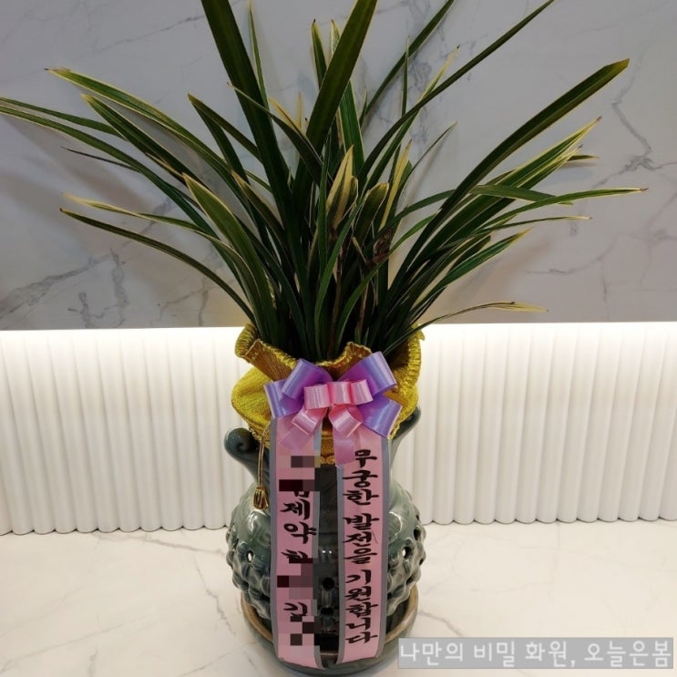 오늘은봄 울산화분배달 동양난 투각분 승진 취임 선물하기좋은 식물 중구 복산동 우정동 태화강 꽃집 울산개업화분