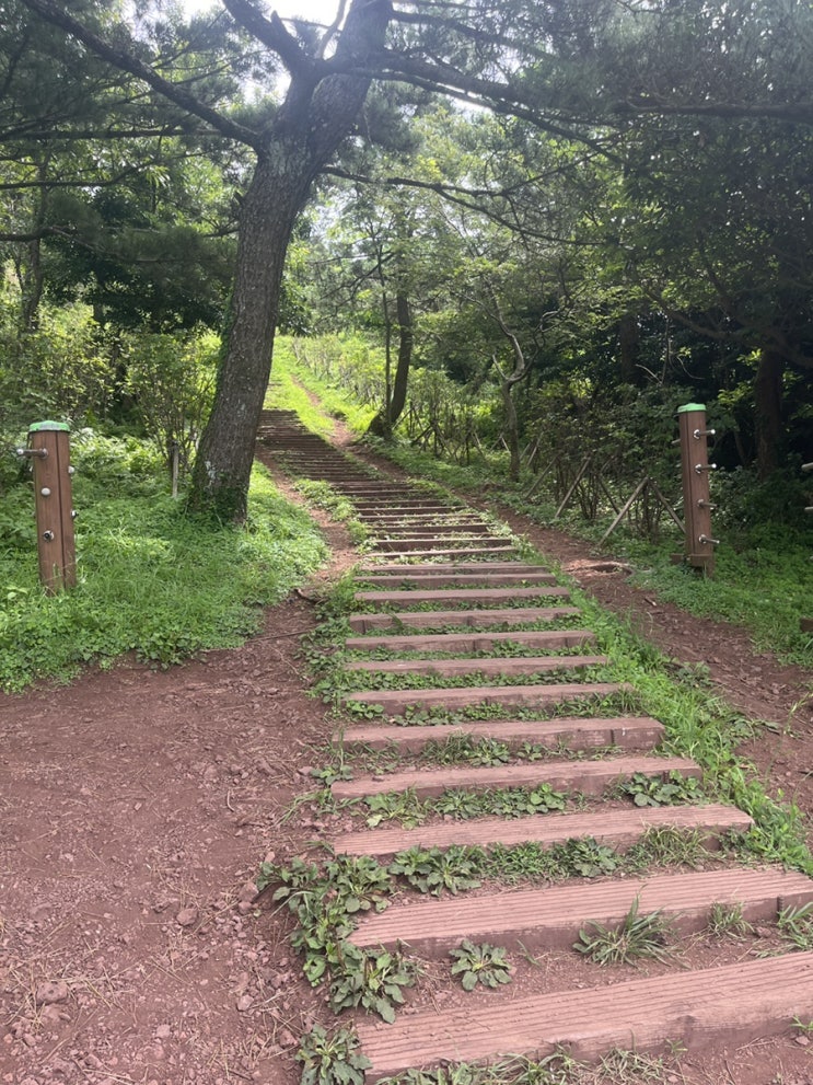  20220723 올레길8코스