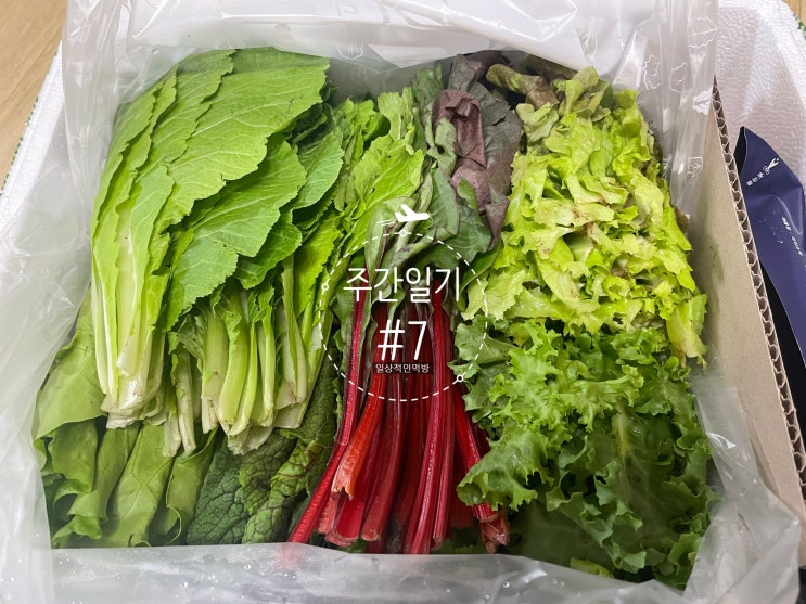  주간일기 #7 힐링하는 한주