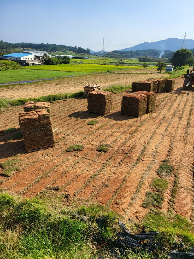 부산잔디 배송해 드렸어요(잔디 깔기)