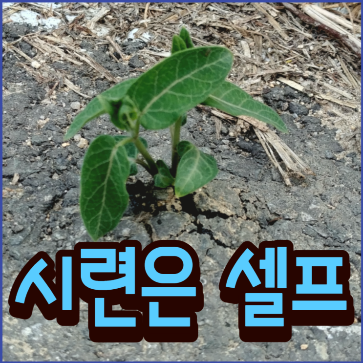  시련은 셀프다.
