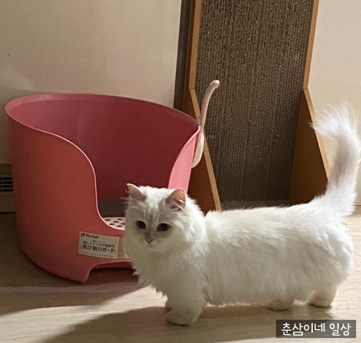 릿첼고양이화장실 사막화 방지의 탁월한 고양이화장실 사용 후기