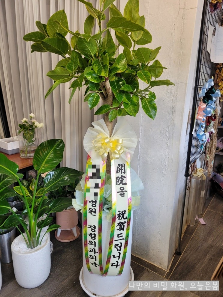  오늘은봄 대구화분배달 뱅갈고무나무 인테리어하기좋은 공기정화식물 북구 노원동 대현동 산격동 꽃집 대구개업화분