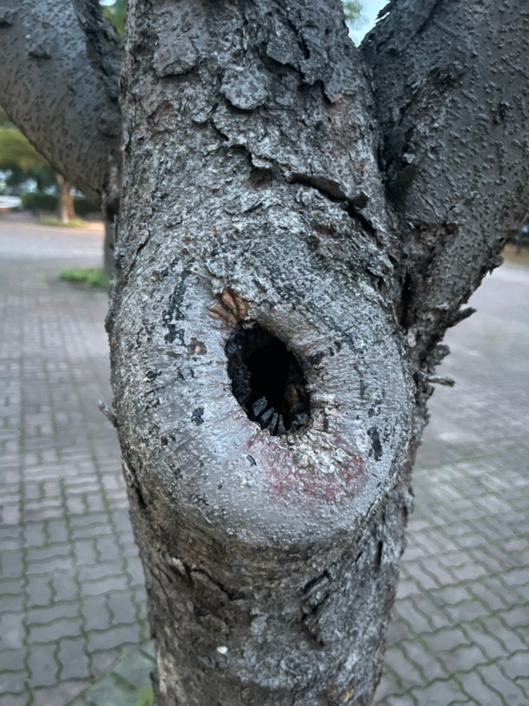  상처 치유 <새살 고리>, 간지럼타는 나무 <배롱나무>