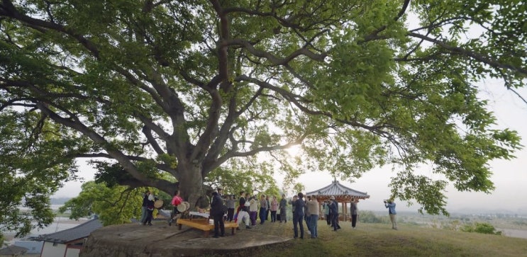 이상한 변호사 우영우 8회 촬영지 소덕동 팽나무 작가 숨은 의미 천연기념물