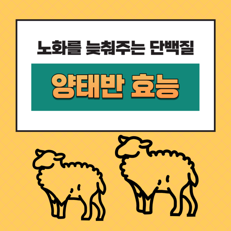양태반 효능 콜라겐 풍부한 호주산 가루 분말 먹는법 양태반 효능 콜라겐 풍부한 호주산 가루 분말 먹는법