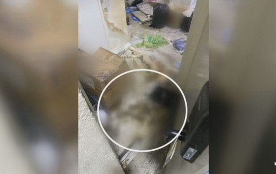  대구 20대 여성 고양이 17마리 밥.물 안주고 석달간 방치 결국 굶어  떼죽음