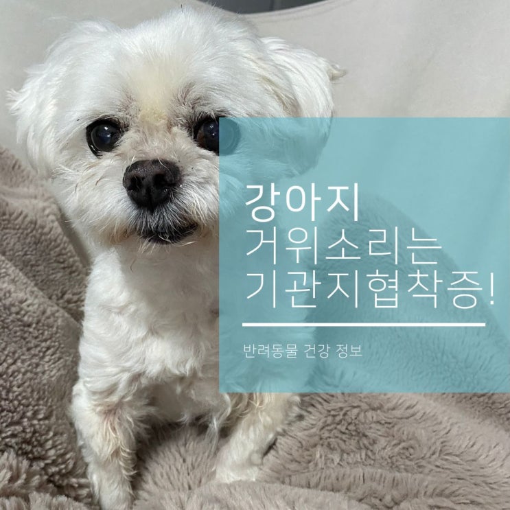  강아지 거위 소리는 기관지협착증?