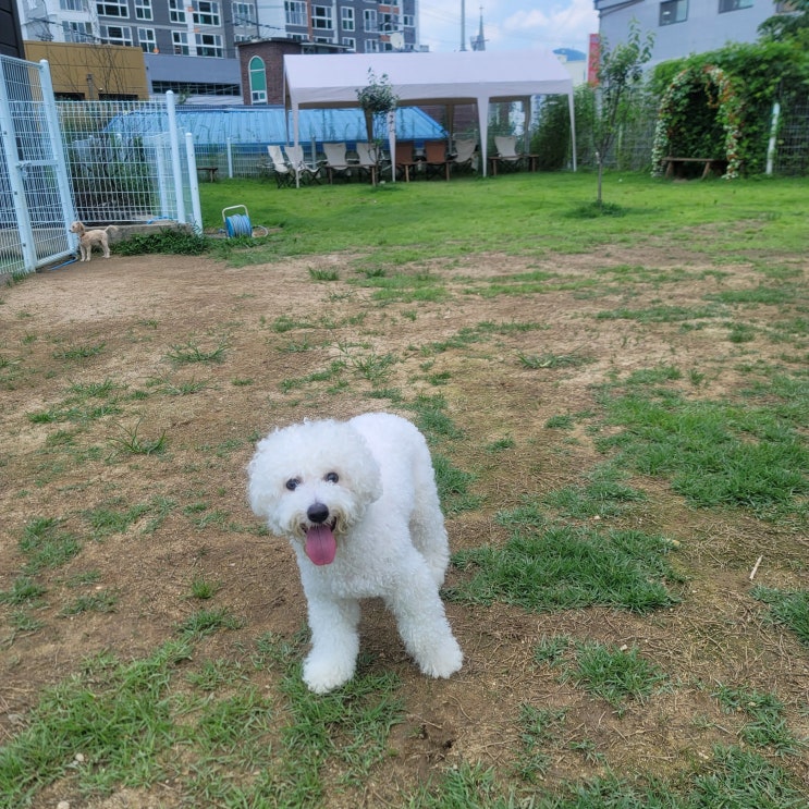  분당성남애견카페:) 라드독
