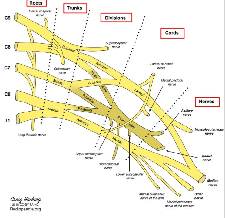  팔신경얼기(상완신경총, brachial plexus), 허리엉치신경얼기(요천골신경총, lumbosacral plexus)이란?
