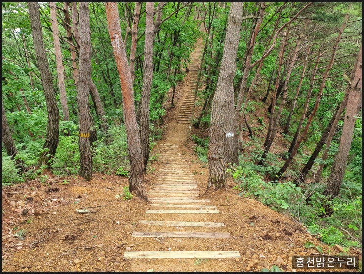 홍천 남산 새 등산로 3번 숲길의 나무계단