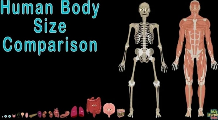 [키즈러닝튜브] Human Body Size Comparison | Human Organs | 인체 기관 노래 | 작은 크기부터